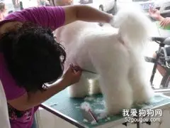 怎么给宠物狗狗做美容