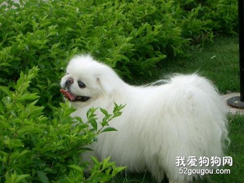 什么狗狗最好养