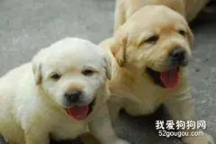 两个月的狗狗怎么养