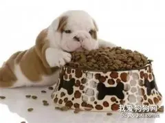 狗狗的饲养：宠物狗狗的饲养相关知识大全