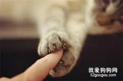 关于猫咪爪子的四个常识