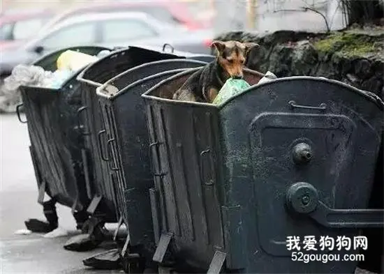 春节，是狗狗们最害怕的节日...