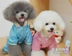 给狗狗挑选衣服要注意三点