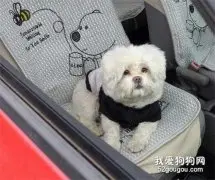 春节放假带狗狗坐车的注意事项有哪些