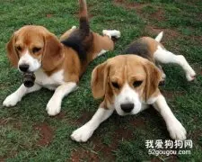 米格鲁犬怎么样米格鲁犬优缺点