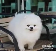 大型犬和小型犬寿命哪个长?