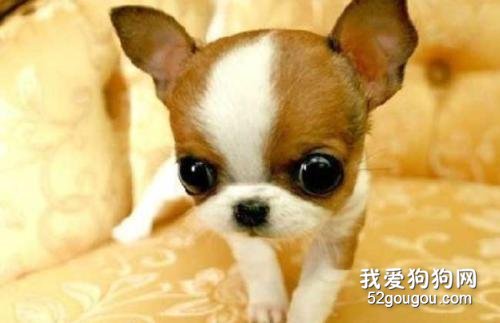 小鹿犬1.jpg