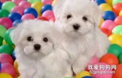 卷毛比熊犬怎么养卷毛比熊犬介绍