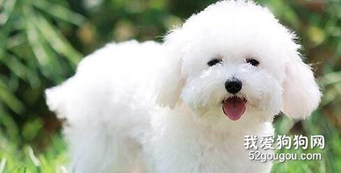 卷毛比熊犬怎么养