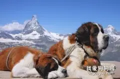 伯恩山犬与圣伯纳长相一样吗怎么区分？