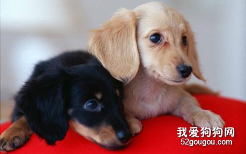 迷你腊肠犬好养吗