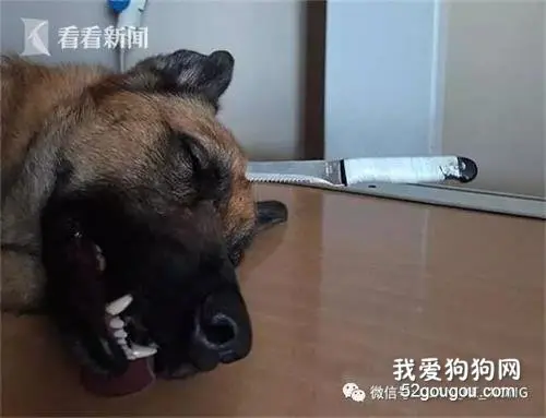 主人遭抢忠犬挺身而出 头插尖刀血流满面追歹徒