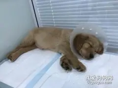 犬瘟热的分类及治疗