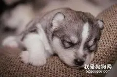 犬细小病毒能治好吗?