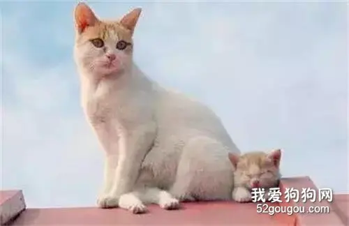 一看就是亲生的，真是暖心爆了！