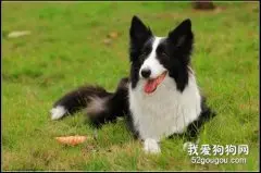 边境牧羊犬皮屑增多的原因分析