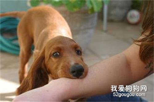 怎样才能知道你是否会患上狂犬病