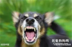 狂犬病的预防和治疗