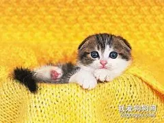患狂犬病的猫咪会有什么表现？
