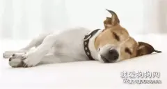 犬传染性肝炎的治疗注意事项