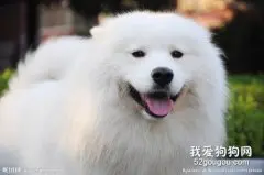 一例犬传染性肝炎病例治疗报告