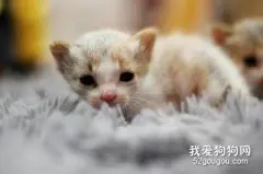 猫咪肝炎的病因分析