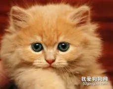 猫咪肝炎的诊断及症状