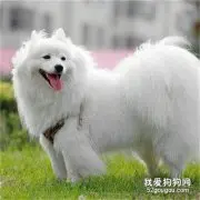 犬冠状病毒的诊断及治疗