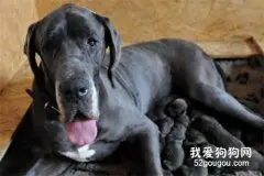 伪狂犬的流行特征