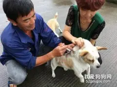 伪狂犬病怎么治疗？