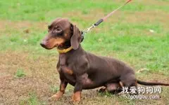 犬支气管肺炎的治疗方法