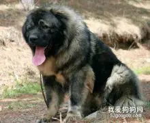 犬支气管肺炎的注意事项