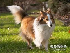 犬诺卡氏菌病的病原体介绍