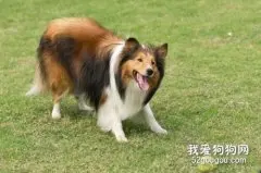 犬诺卡氏菌病的防治要点