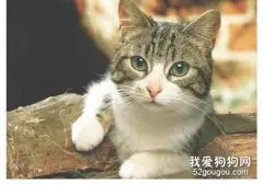 猫咪真菌感染怎么治疗？