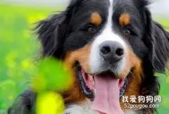 犬布鲁氏菌病的临床症状和防治