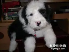 什么是犬钩端螺旋体病？