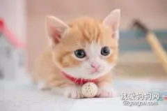 猫糖尿病诊断与治疗