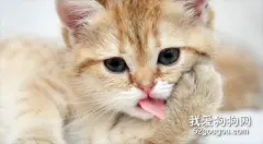 猫糖尿病的症状