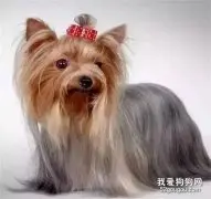 犬慢性胃炎的病原体介绍