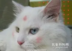 猫咪胃炎的诊断方法