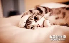 如何治疗猫咪毛球性胃炎