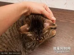 如何治疗猫钱癣？