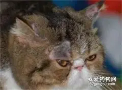 猫癣是什么？ 如何预防猫癣？