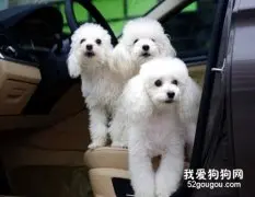 犬外耳炎的诊治