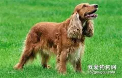 犬外耳炎如何预防治疗？