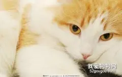 猫咪的疱疹病毒及其引起的口炎治疗