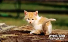 5个方法清除猫咪身上跳蚤