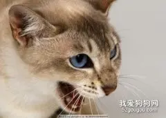 猫咪咽炎的治疗原则