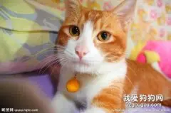 【测试】你的猫咪是否被牙周炎所困扰